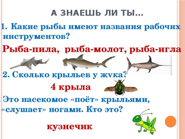 А знаешь ли ты… Какие рыбы имеют названия рабочих  инструментов? Рыба-пила, рыба-молот, рыба-игла 2. Сколько крыльев у жука? 4 крыла 3. Это насекомое «поёт» крыльями, а «слушает» ногами. Кто это? кузнечик 