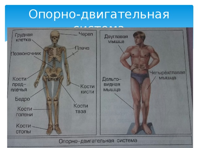 Тест по опорно двигательной системе. Опорно-двигательная система человека 4 класс. Органы опорно двигательной системы человека 4 класс. Моторная двигательная система. Опорно двигательная система кость голени.