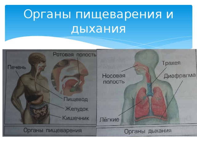 Какой орган человека может служить образцом при изготовлении гибких душевых шлангов 1 пищевод