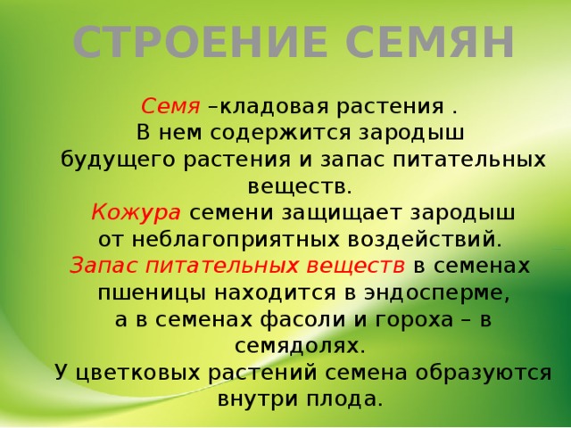 Семенная кожура защищает семя растения от