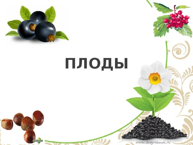 ПЛОДЫ 