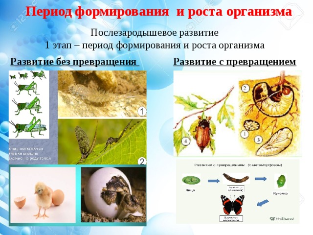 Что лежит в основе роста организмов кратко