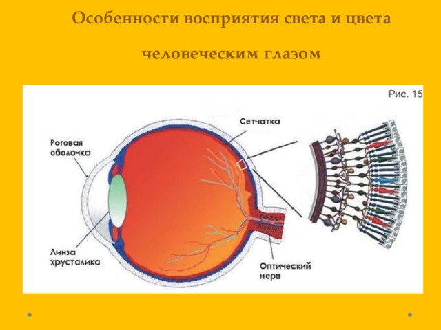 Сетчатка человеческого глаза воспроизводит изображение видимого фрагмента