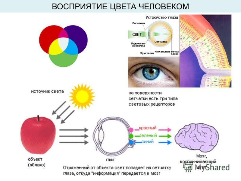 Что воспринимает световое изображение