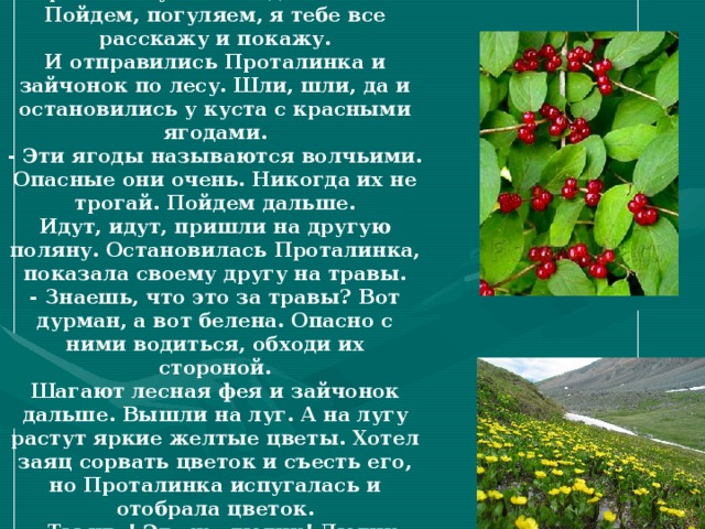 - Не только ягоды, но и цветы, и травы могут быть ядовитыми. Пойдем, погуляем, я тебе все расскажу и покажу. И отправились Проталинка и зайчонок по лесу. Шли, шли, да и остановились у куста с красными ягодами. - Эти ягоды называются волчьими. Опасные они очень. Никогда их не трогай. Пойдем дальше. Идут, идут, пришли на другую поляну. Остановилась Проталинка, показала своему другу на травы. - Знаешь, что это за травы? Вот дурман, а вот белена. Опасно с ними водиться, обходи их стороной. Шагают лесная фея и зайчонок дальше. Вышли на луг. А на лугу растут яркие желтые цветы. Хотел заяц сорвать цветок и съесть его, но Проталинка испугалась и отобрала цветок. - Ты что! Это же лютик! Лютик красив, но ядовит. Остерегайся лютиков. 