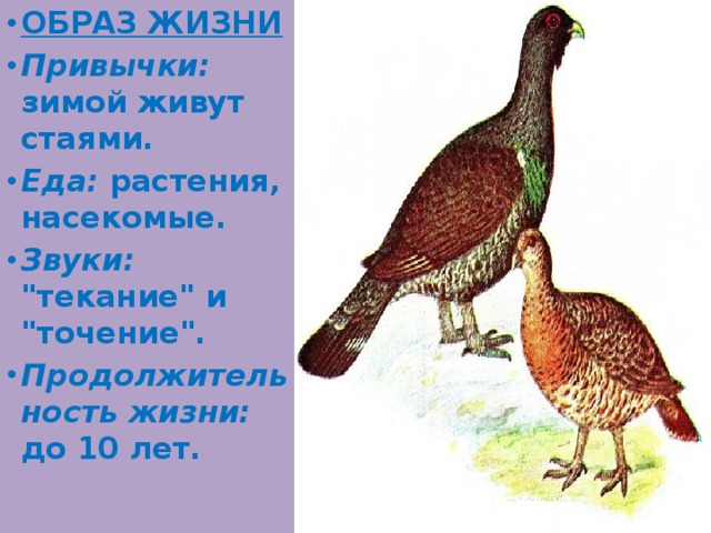 Рассказ о капалухе как о заботливой матери. Капалуха 3. Капалкза 3 класс план. План Капалуха 3 класс. Капалуха Астафьев.