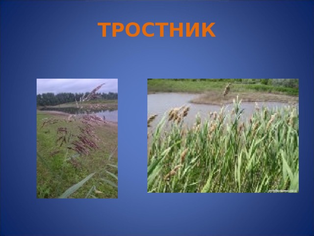 ТРОСТНИК Тростник  