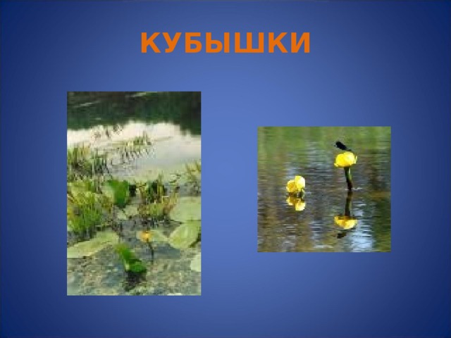 КУБЫШКИ Кубышки  