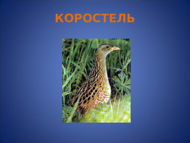 КОРОСТЕЛЬ 