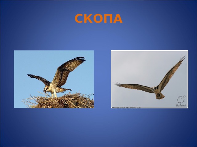 СКОПА 