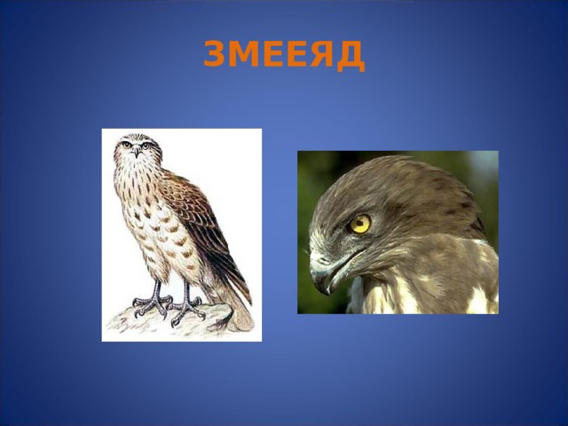 ЗМЕЕЯД 