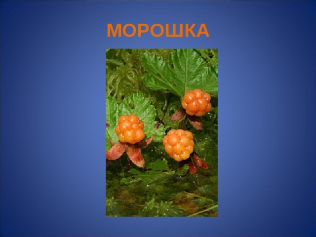 МОРОШКА Багульник  