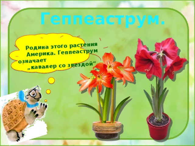 Родина этого растения Америка. Геппеаструм означает „кавалер со звездой“. Геппеаструм. 