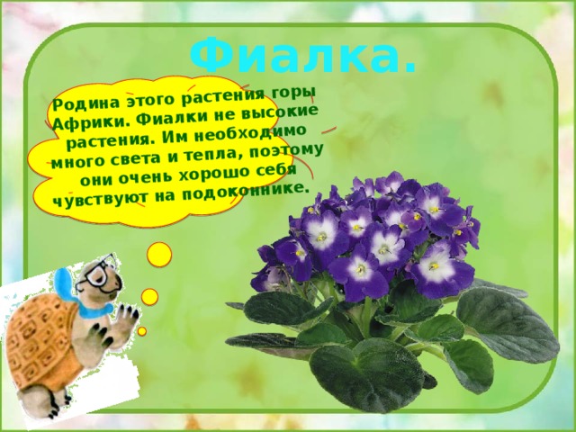Родина этого растения горы Африки. Фиалки не высокие растения. Им необходимо много света и тепла, поэтому они очень хорошо себя чувствуют на подоконнике. Фиалка. 