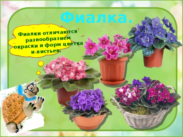 Фиалки отличаются разнообразием окраски и форм цветка и листьев. Фиалка. 