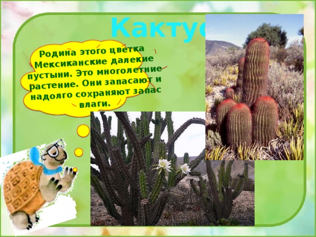 Родина этого цветка Мексиканские далекие пустыни. Это многолетние растение. Они запасают и надолго сохраняют запас влаги. Кактус. 