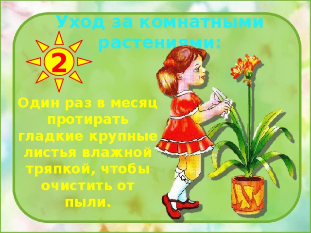 Уход за комнатными растениями: 2 Один раз в месяц протирать гладкие крупные листья влажной тряпкой, чтобы очистить от пыли. 