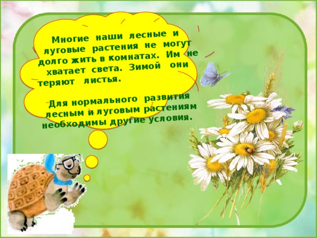 Многие наши лесные и луговые растения не могут долго жить в комнатах. Им не хватает света. Зимой они теряют листья. Для нормального развития лесным и луговым растениям необходимы другие условия. 
