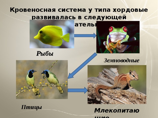 Кровеносная система у типа хордовые развивалась в следующей последовательности: Рыбы Земноводные Птицы Млекопитающие 