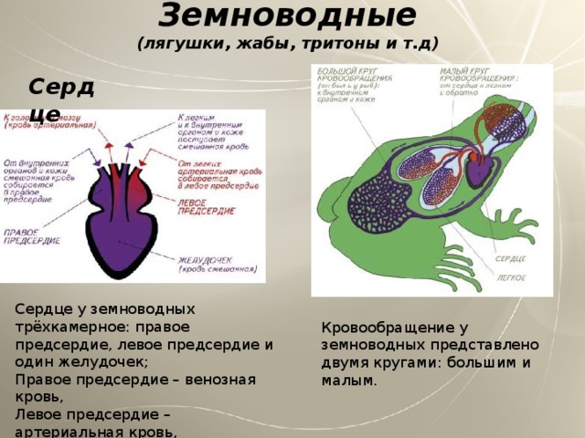 Особенность кровообращения земноводных. Строение сердца земноводных. Сердце в кровеносной системе лягушек. Трехкамерное сердце у земноводных. Строение сердца амфибий.