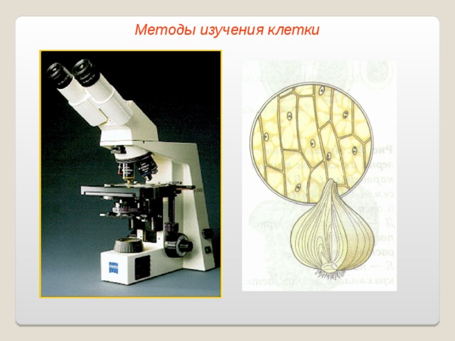 Методы изучения клетки 