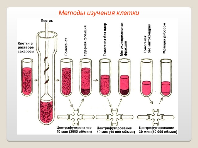 Методы изучения клетки 