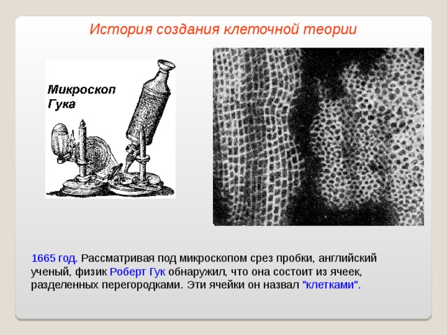 История создания клеточной теории 1665 год. Рассматривая под микроскопом срез пробки, английский ученый, физик Роберт Гук обнаружил, что она состоит из ячеек, разделенных перегородками. Эти ячейки он назвал 