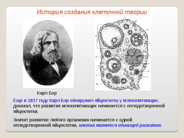 История создания клеточной теории Карл Бэр Еще в 1827 году Карл Бэр обнаружил яйцеклетку у млекопитающих, доказал, что развитие млекопитающих начинается с оплодотворенной яйцеклетки. Значит развитие любого организма начинается с одной оплодотворенной яйцеклетки, клетка является единицей развития . 