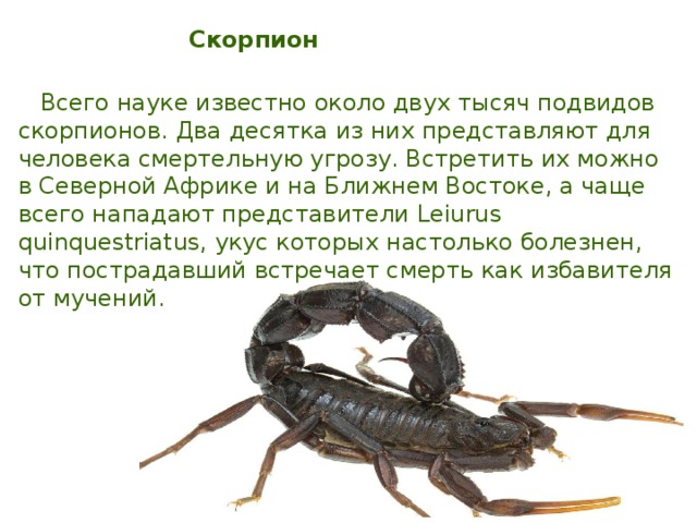 Характеристика скорпионов по датам