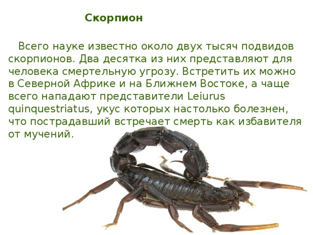 Самые сильные скорпионы