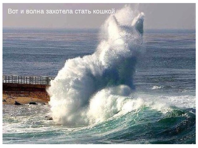 Вот и волна захотела стать кошкой 