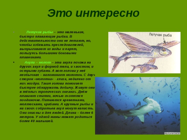 Презентация о летучей рыбе