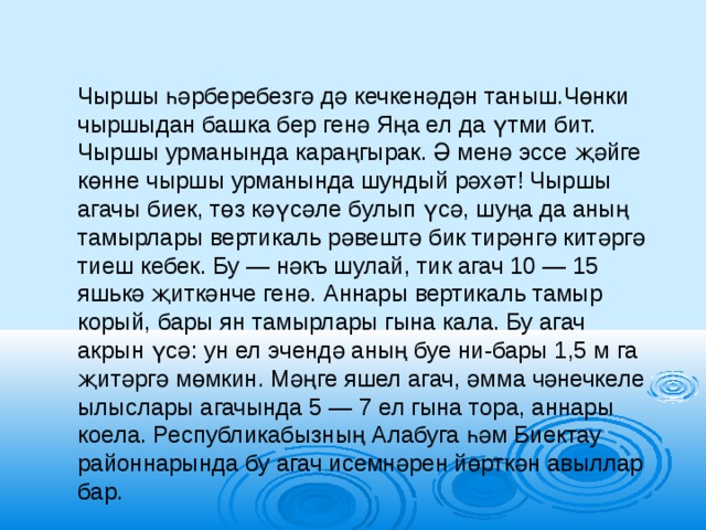 Чыршы һәрберебезгә дә кечкенәдән таныш.Чөнки чыршыдан башка бер генә Яңа ел да үтми бит. Чыршы урманында караңгырак. Ә менә эссе җәйге көнне чыршы урманында шундый рәхәт! Чыршы агачы биек, төз кәүсәле булып үсә, шуңа да аның тамырлары вертикаль рәвештә бик тирәнгә китәргә тиеш кебек. Бу — нәкъ шулай, тик агач 10 — 15 яшькә җиткәнче генә. Аннары вертикаль тамыр корый, бары ян тамырлары гына кала. Бу агач акрын үсә: ун ел эчендә аның буе ни-бары 1,5 м га җитәргә мөмкин. Мәңге яшел агач, әмма чәнечкеле ылыслары агачында 5 — 7 ел гына тора, аннары коела. Республикабызның Алабуга һәм Биектау районнарында бу агач исемнәрен йөрткән авыллар бар.     