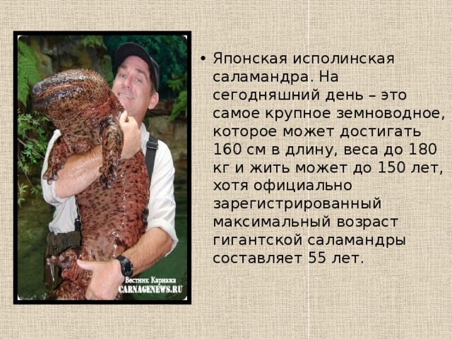 Японская исполинская саламандра. На сегодняшний день – это самое крупное земноводное, которое может достигать 160 см в длину, веса до 180 кг и жить может до 150 лет, хотя официально зарегистрированный максимальный возраст гигантской саламандры составляет 55 лет.   
