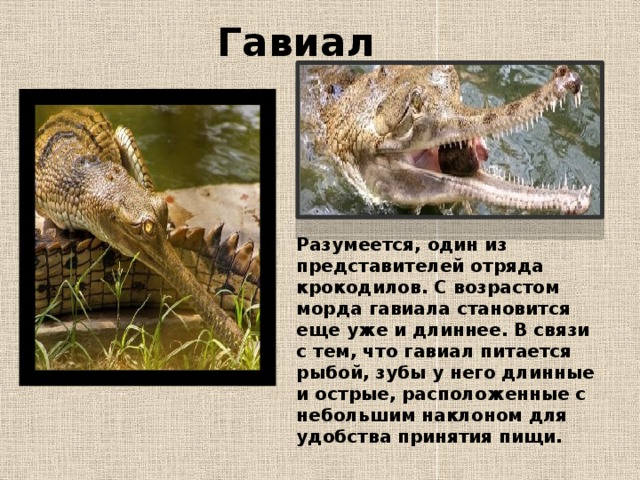 Гавиал Разумеется, один из представителей отряда крокодилов. С возрастом морда гавиала становится еще уже и длиннее. В связи с тем, что гавиал питается рыбой, зубы у него длинные и острые, расположенные с небольшим наклоном для удобства принятия пищи.   