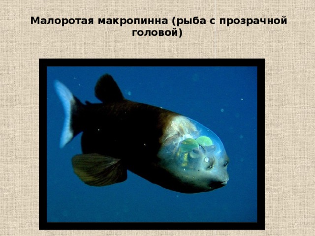 Малоротая макропинна (рыба с прозрачной головой)   