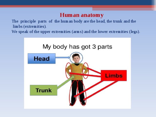  Human anatomy  The principle parts of the human body are the head, the trunk and the  limbs (extremities).  We speak of the upper extremities (arms) and the lower extremities (legs). 
