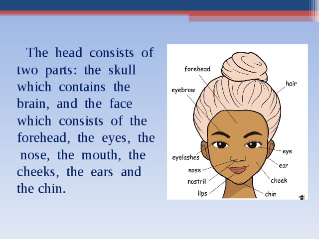  The head consists of two parts: the skull which contains the brain, and the face which consists of the forehead, the eyes, the nose, the mouth, the cheeks, the ears and the chin. 