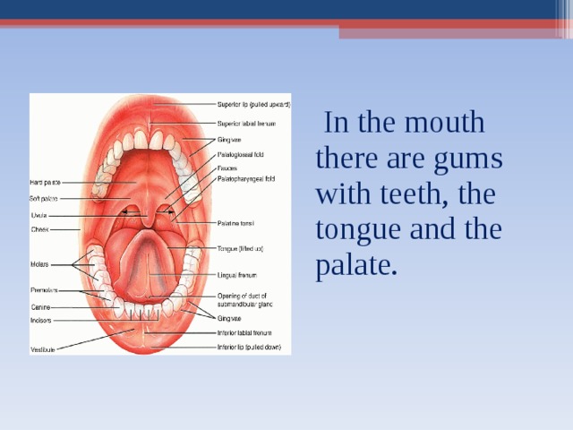  In the mouth there are gums with  teeth, the tongue and  the palate. 