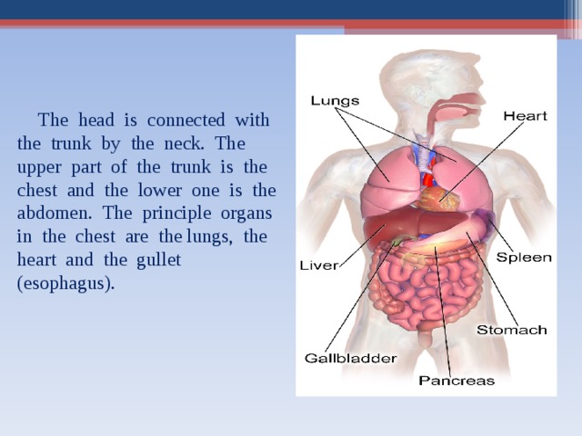   The head is connected with the trunk by the neck. The upper part of the trunk is the chest and the lower one is the abdomen. The principle organs in the chest are the lungs, the heart and the gullet (esophagus). 