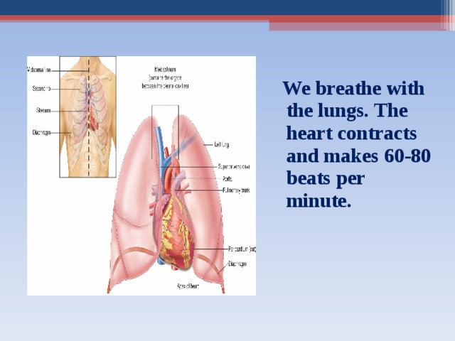  We breathe with the lungs. The heart contracts and makes 60-80 beats per minute. 
