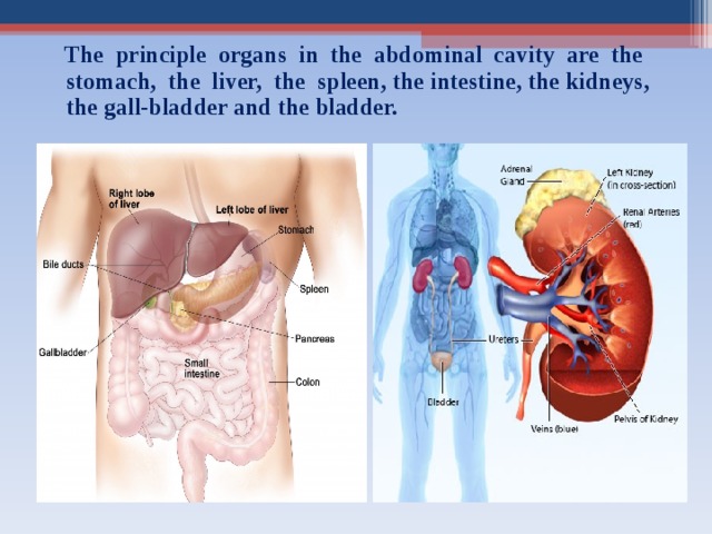   The principle organs in the abdominal cavity are the stomach, the liver, the spleen, the  intestine, the kidneys, the gall-bladder and the bladder.   
