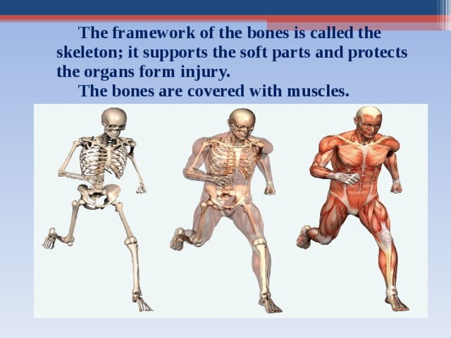  The framework of the bones is called the skeleton; it supports the soft parts and protects the organs form  injury.    The bones are covered with muscles. 