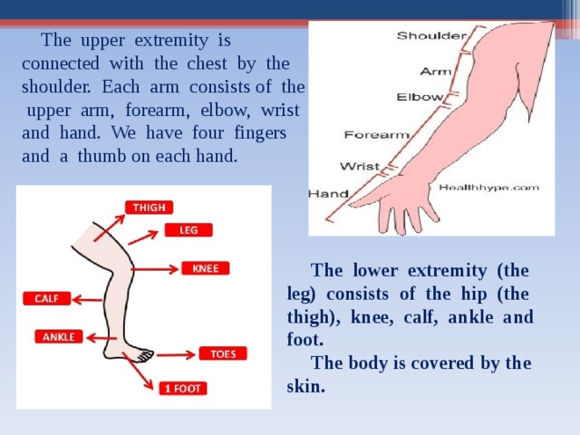  The upper extremity is connected with the chest by the shoulder. Each arm consists of the upper arm, forearm, elbow, wrist and hand. We have four fingers and a thumb on each hand.    The lower extremity (the leg) consists of the hip (the thigh), knee, calf, ankle and foot.   The body  is covered by  the skin.  