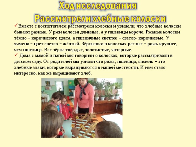 Вместе с воспитателем рассмотрели колоски и увидели, что хлебные колоски бывают разные. У ржи колосья длинные, а у пшеницы короче. Ржаные колоски тёмно – коричневого цвета, а пшеничные светлее – светло- коричневые. У ячменя – цвет светло – жёлтый. Зёрнышки в колосках разные – рожь крупнее, чем пшеница. Все зёрна твёрдые, золотистые, янтарные.  Дома с мамой и папой мы говорили о колосках, которые рассматривали в детском саду. От родителей мы узнали что рожь, пшеница, ячмень – это хлебные злаки, которые выращиваются в нашей местности. И нам стало интересно, как же выращивают хлеб. 