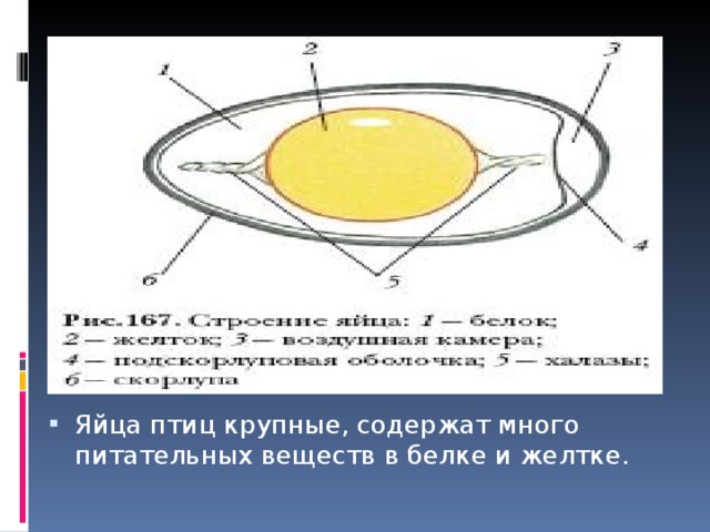 Яйца птиц крупные, содержат много питательных веществ в белке и желтке. 