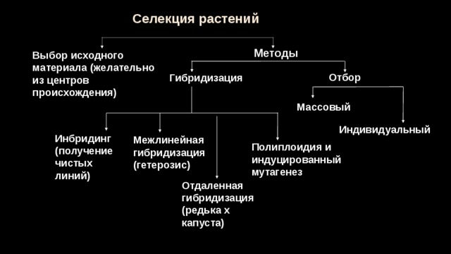 Генетические основы селекции растений презентация