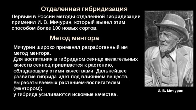 Ментора в селекции. Мичурин метод ментора. Метод ментора в селекции растений. Мичурин селекция методы ментора. Мичурин метод гибридизации.