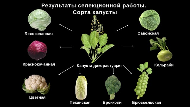 Какие есть сорта растений. Савойская капуста сорта. Селекция капусты. Селекция растений примеры. Селекция культурных растений.