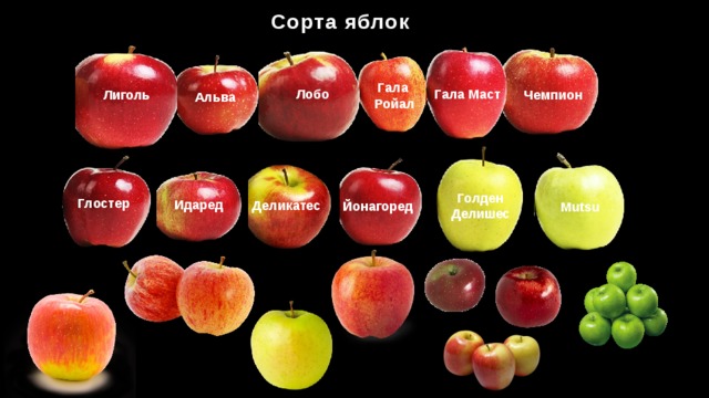 Сорта по фото алфавиту. Перечень сортов яблок. Искусственный отбор яблони.